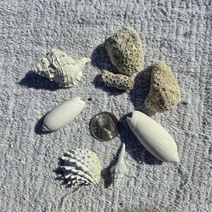 Assorted Seashell and Coral Collection 8 Pieces